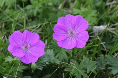 Bodziszek czerwony VISION VIOLET