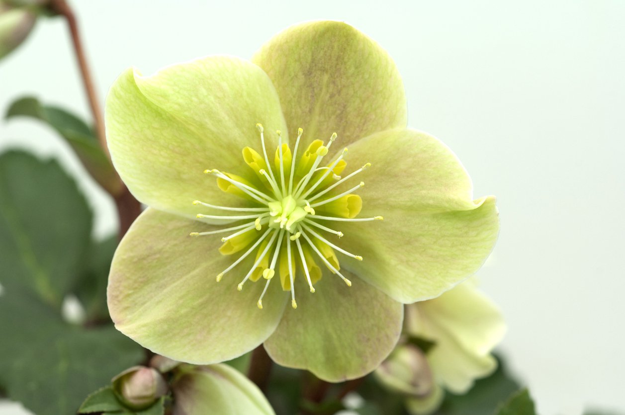 Ciemiernik korsykański doniczka P15