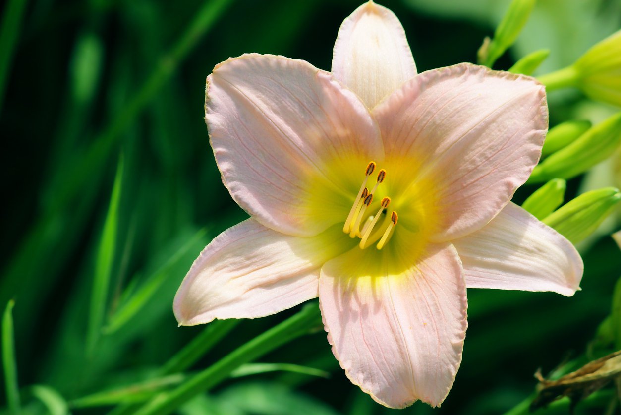 Liliowiec BARBARA MITCHELL doniczka P13