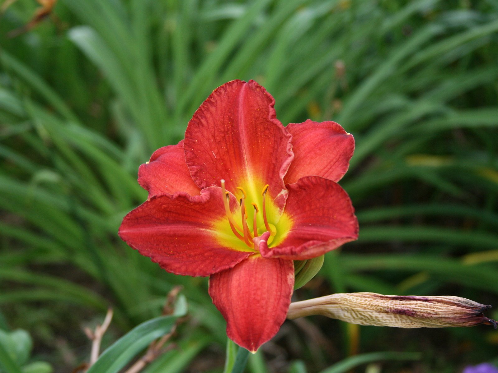 Liliowiec CHICAGO APACHE