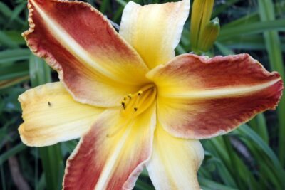 Liliowiec FRANS HALLS