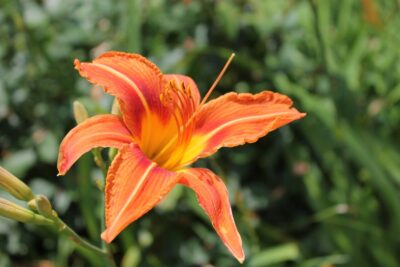 Liliowiec KWANSO VARIEGATA