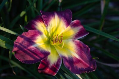 Liliowiec LAURA HARWOOD doniczka P15