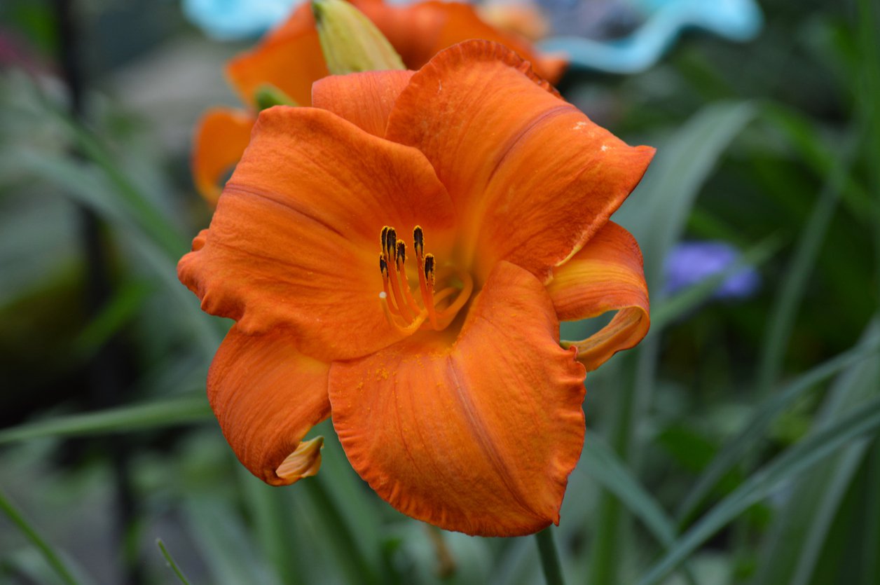 Liliowiec MAUNA LOA doniczka P13