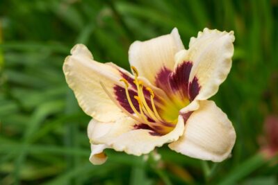 Liliowiec MOONLIGHT MASQUERADE doniczka P13