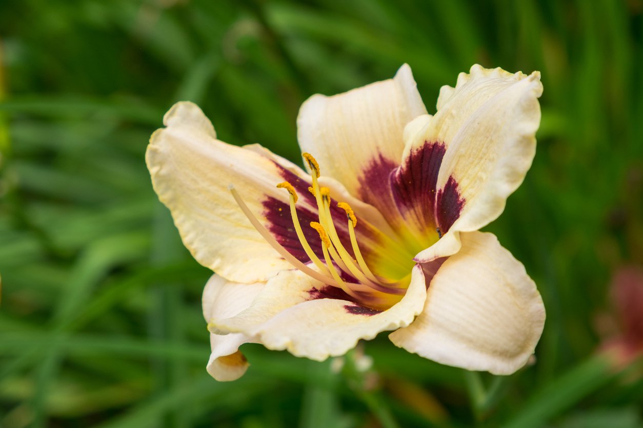 Liliowiec MOONLIGHT MASQUERADE doniczka P13