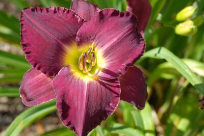 Liliowiec ROYAL THORNBIRD doniczka P13