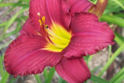 Liliowiec RUSSIAN RHAPSODY doniczka P13