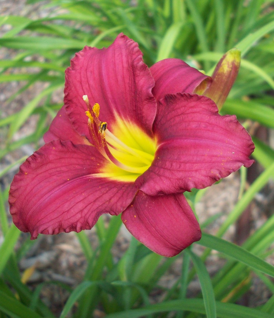 Liliowiec RUSSIAN RHAPSODY doniczka P13