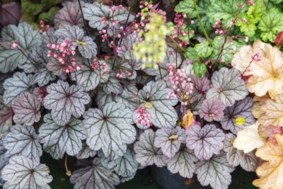 Żurawka CASCADE DAWN