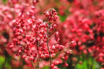 Żurawka LEUCHTKAFER doniczka