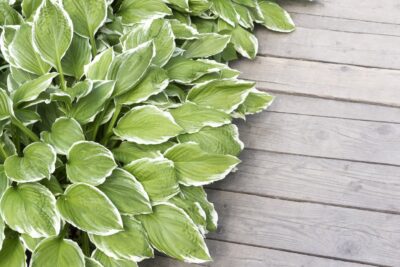Funkia Hosta BOLD EDGER