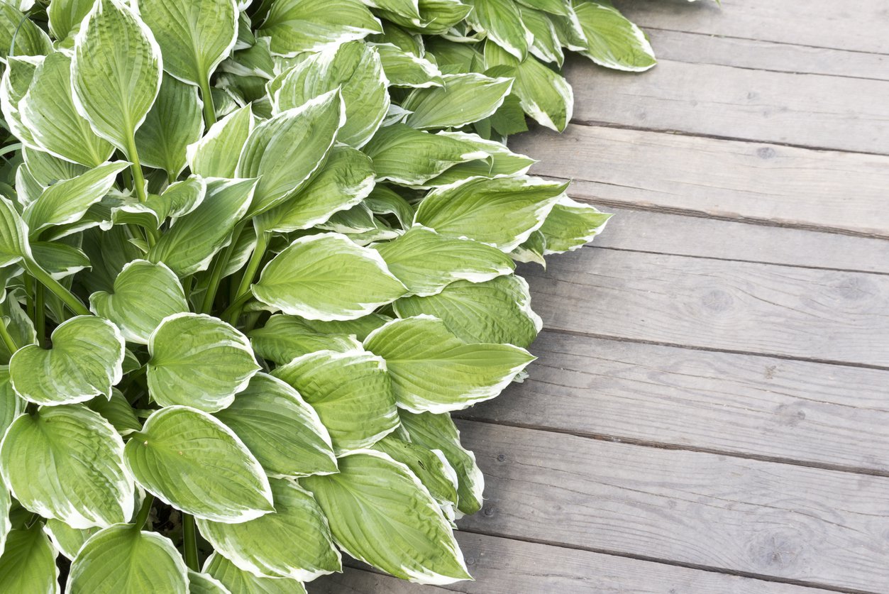 Funkia Hosta BOLD EDGER