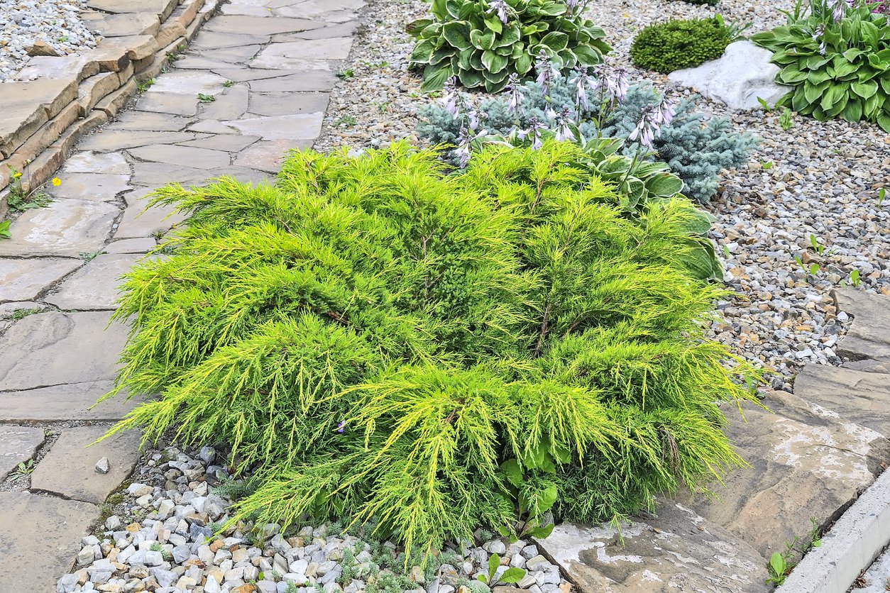 JAŁOWIEC PFITZERA MINT JULEP - 2