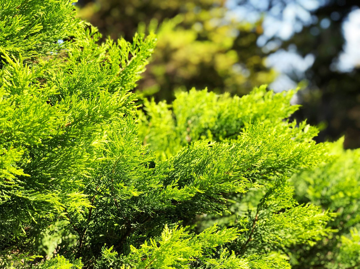 JAŁOWIEC PFITZERA MINT JULEP - 3