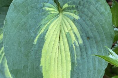 Funkia Hosta DREAM QUEEN