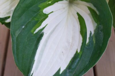 Funkia Hosta FIRE AND ICE