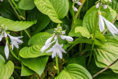 Funkia Hosta GRANDIFLORA