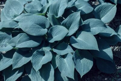 Funkia Hosta HALCYON