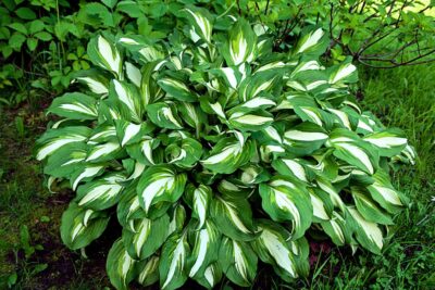 Funkia Hosta NIGHT BEFORE CHRISTMAS