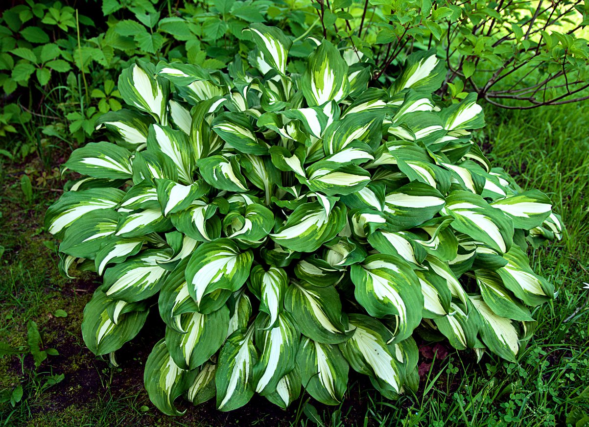 Funkia Hosta NIGHT BEFORE CHRISTMAS