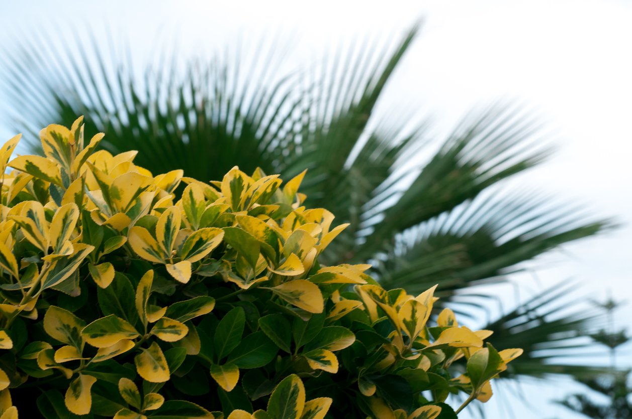 LIGUSTR jajolistny AUREUM - 3