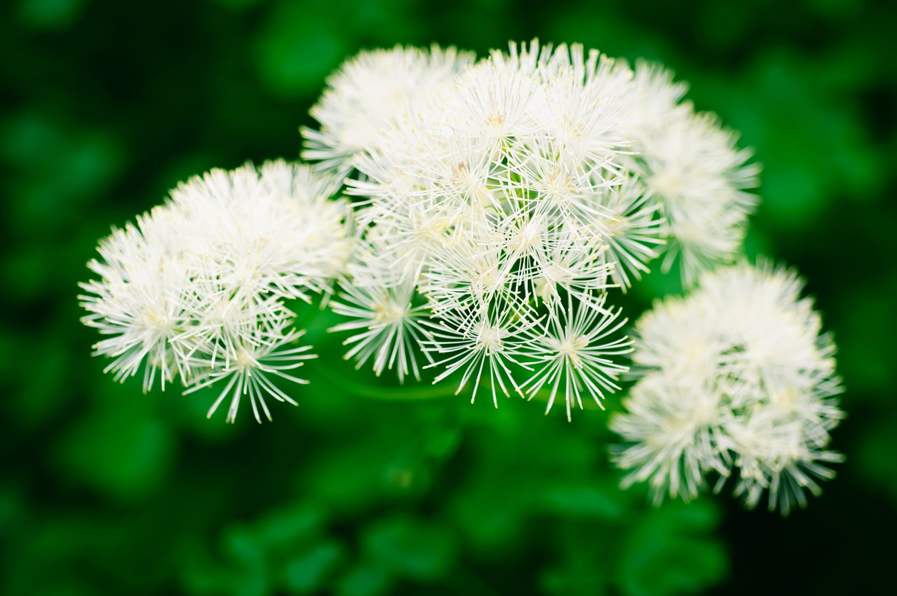 Rutewka NIMBUS WHITE - 3