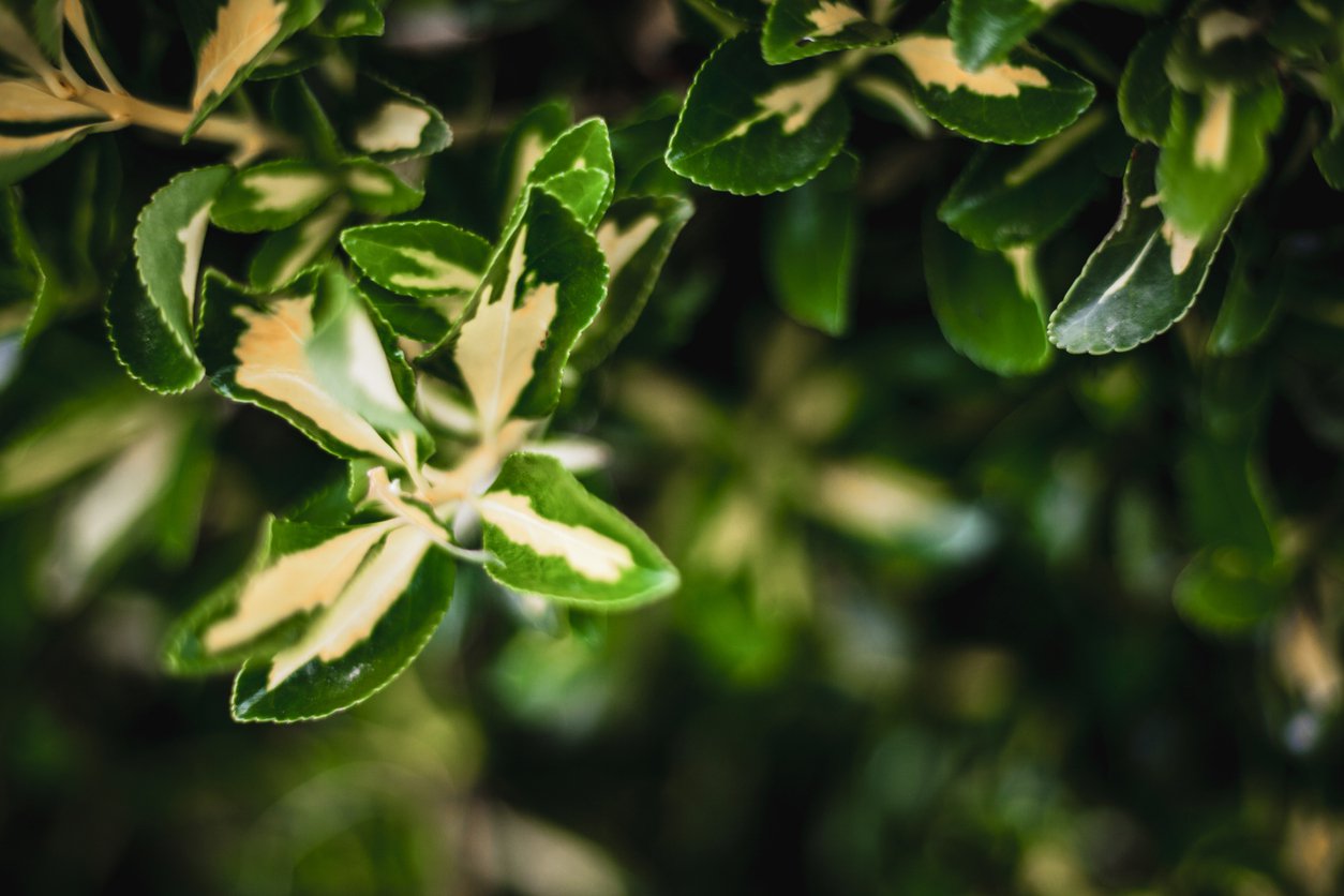 Trzmielina fortune'a INTERBOLWI - 2