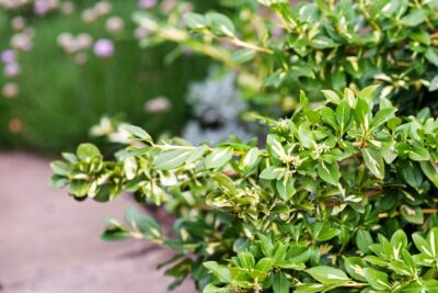 Trzmielina fortune'a INTERBOLWI