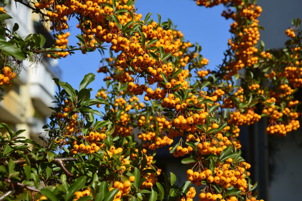 Ognik szkarłatny SOLEIL D'OR - 2