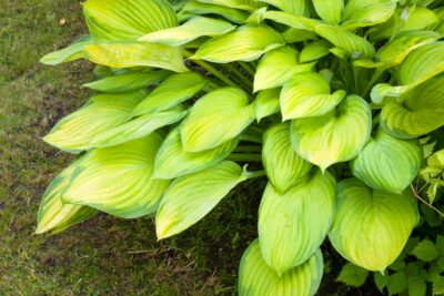 Funkia Hosta SHEILA WEST