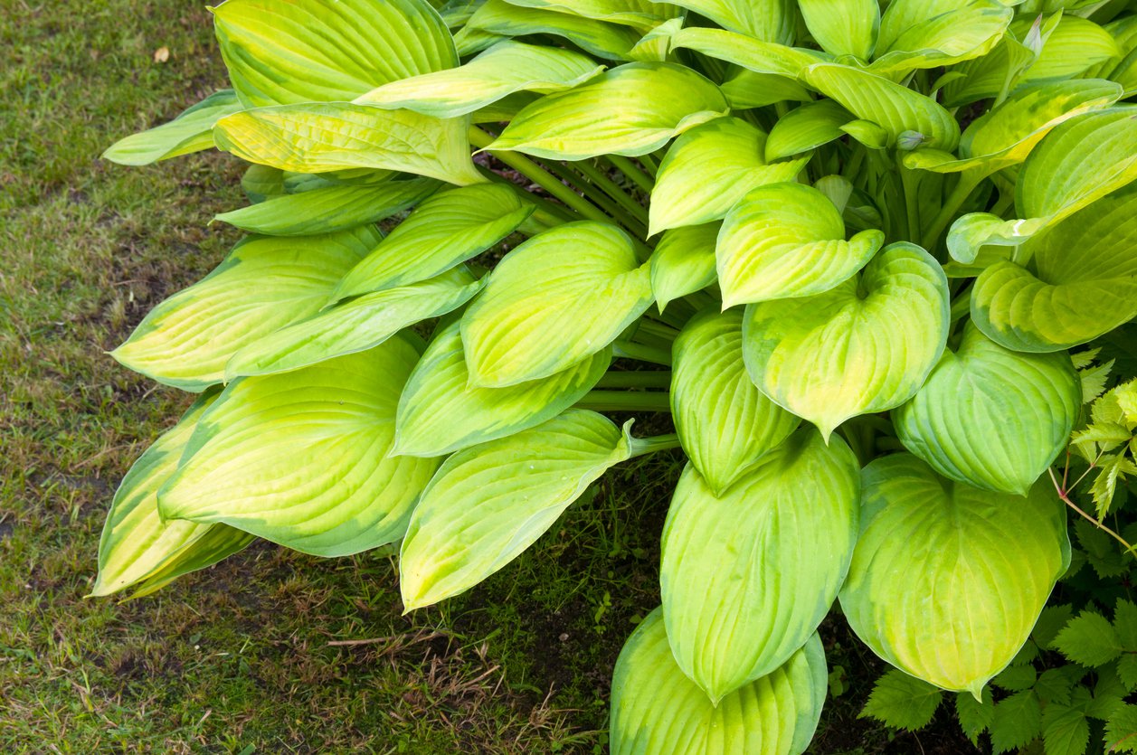 Funkia Hosta SHEILA WEST