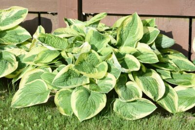 Funkia Hosta SNOW BOY