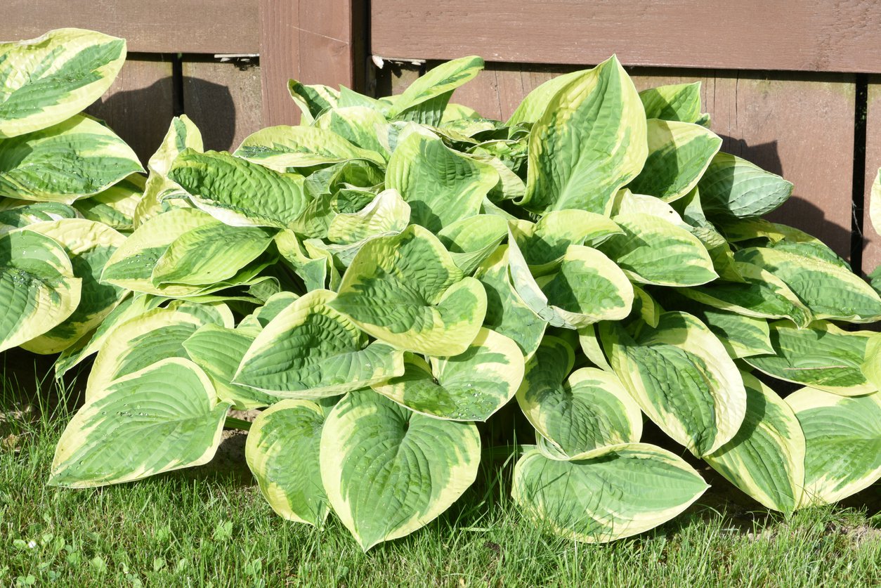 Funkia Hosta SNOW BOY