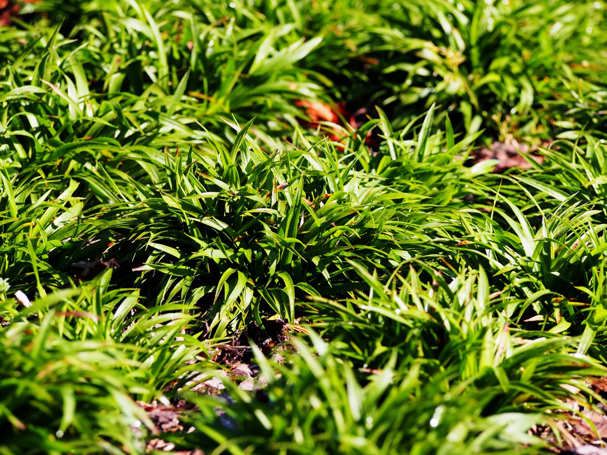 KOSMATKA owłosiona IGEL - 3