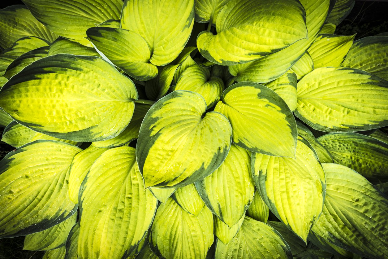 Funkia Hosta STAINED GLASS