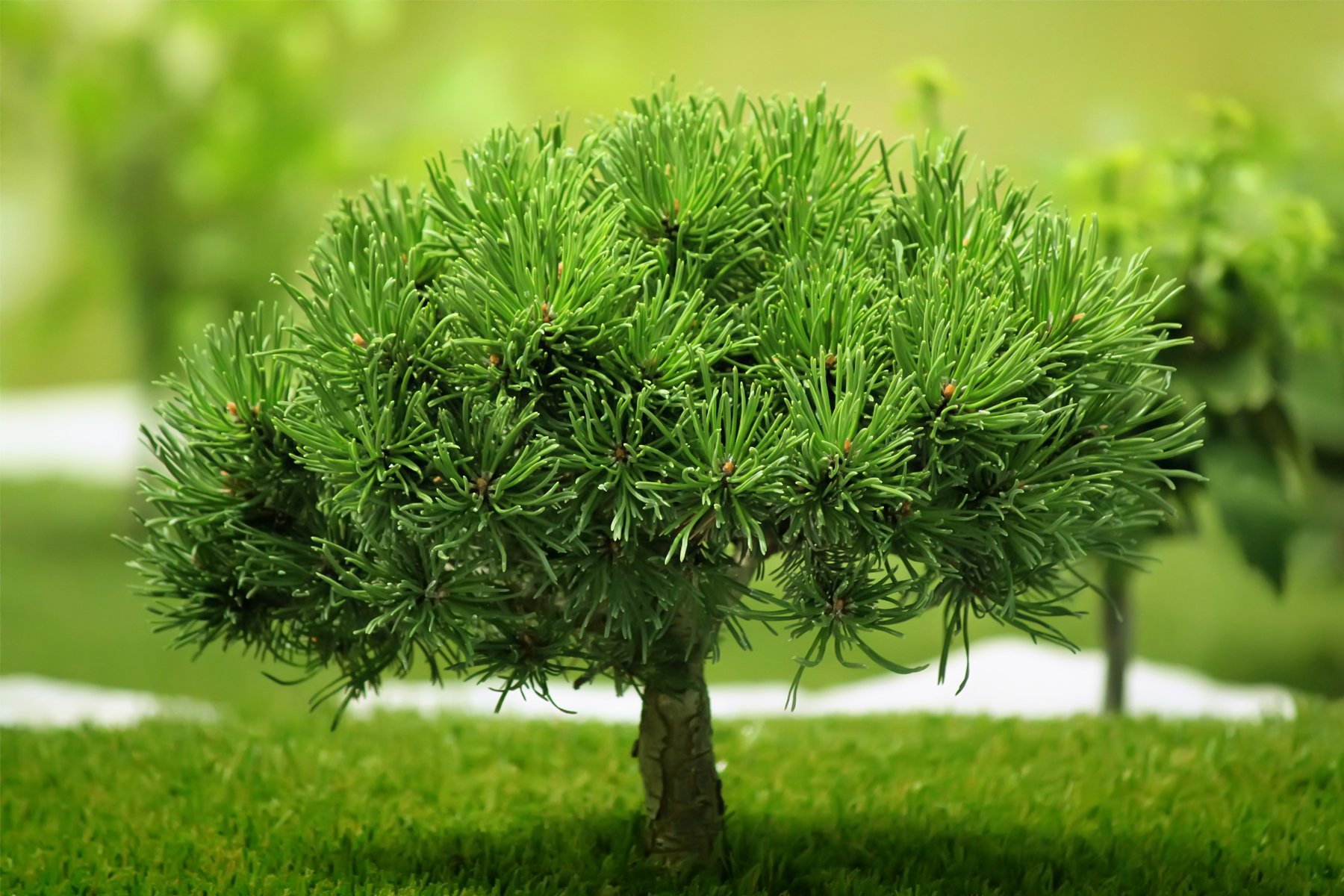 Sosna kosodrzewina MINI MOPS - 2