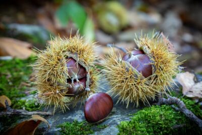 Kasztan JADALNY VARIEGATA