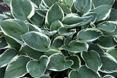 Funkia Hosta TOM SCHMID