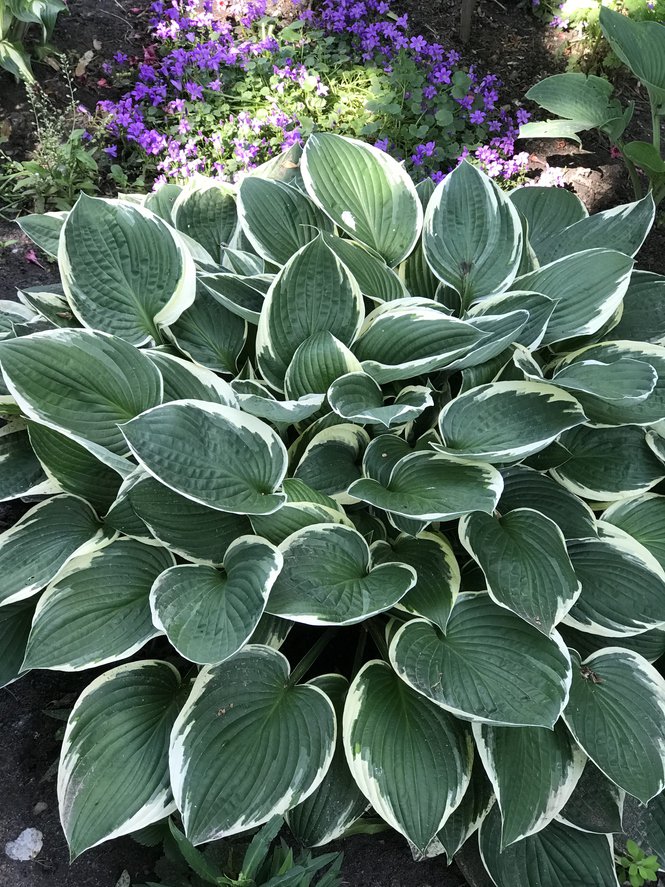 Funkia Hosta TOM SCHMID