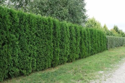 Tuja thuja BRABANT na żywopłot 120cm doniczka
