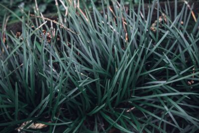 Trawa ozdobna Turzyca BLUE ZINGER