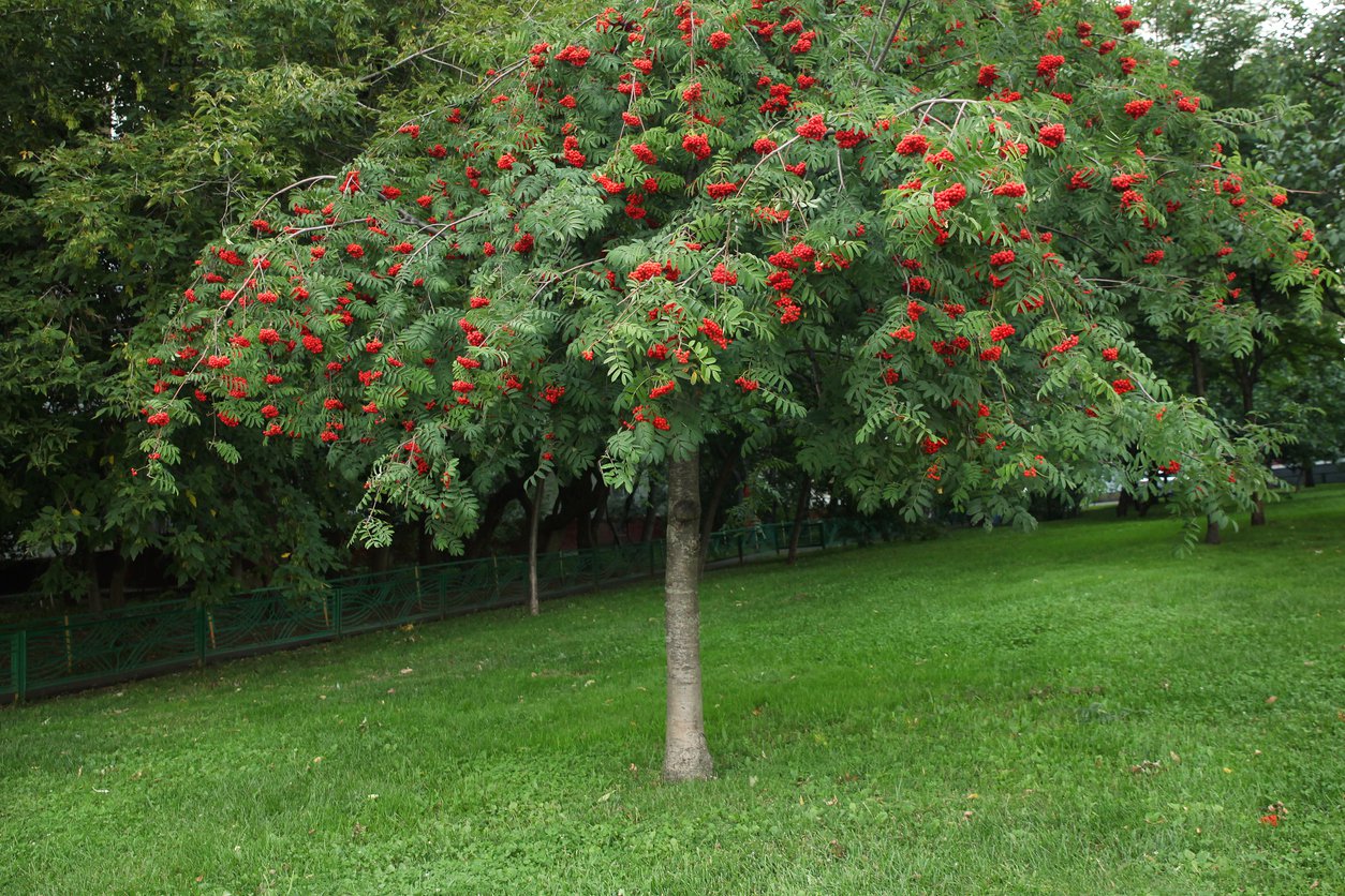 Jarząb płaczący PENDULA - 2