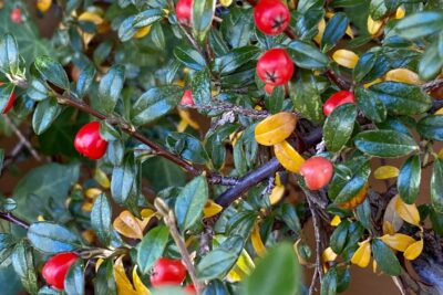 IRGA szwedzka ROYAL CARPET