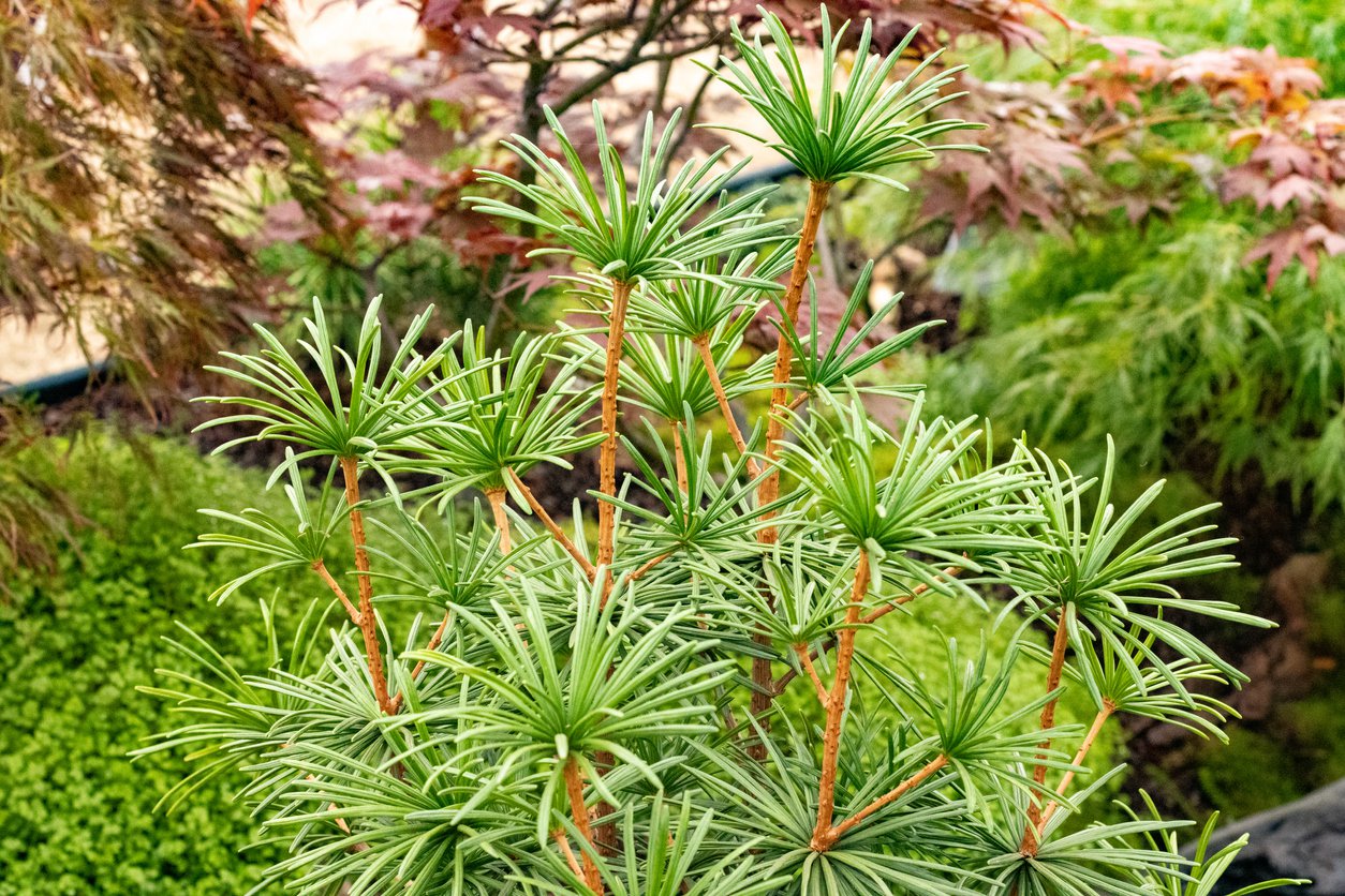 SOŚNICA JAPOŃSKA - 2