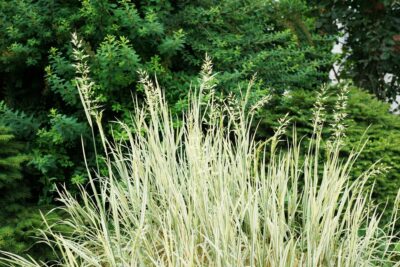 OWSICA wieczniezielona doniczka