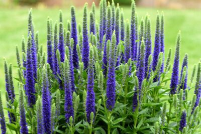 Przetacznik kłosowy NIEBIESKI