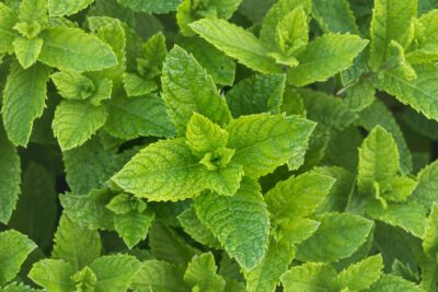 MIĘTA spicata MOJITO