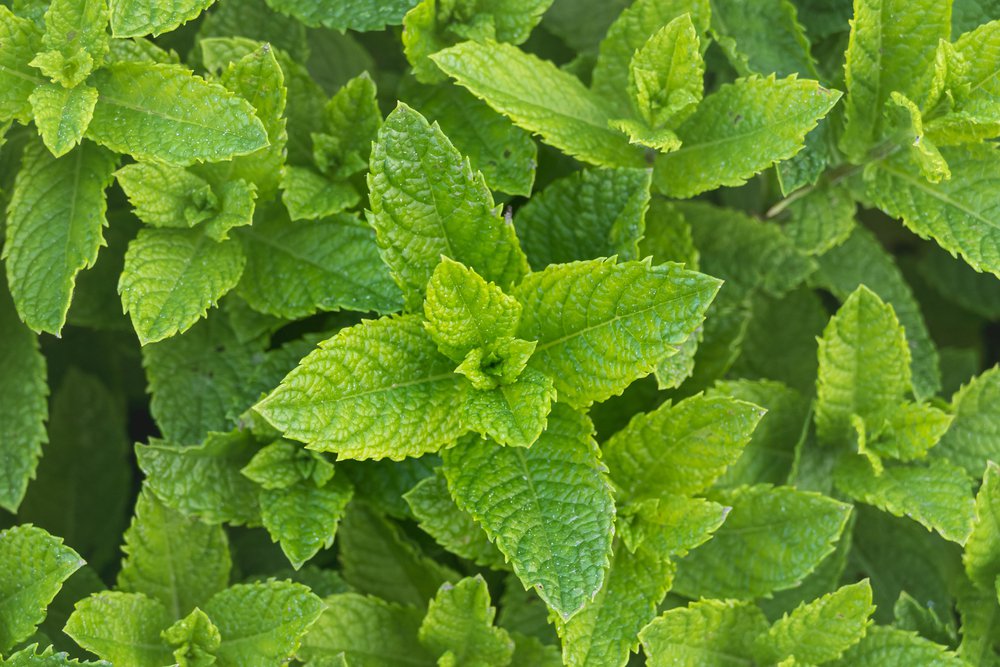 MIĘTA spicata MOJITO