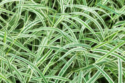 Turzyca VARIEGATA ptasie łapki doniczka